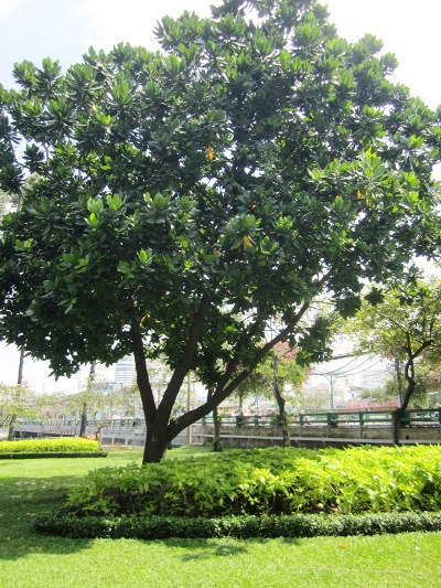 Cây[-]bàng[-]vuông[-]Trường[-]Sa[-]dưới[-]chân[-]cầu[-]Thị[-]Nghè