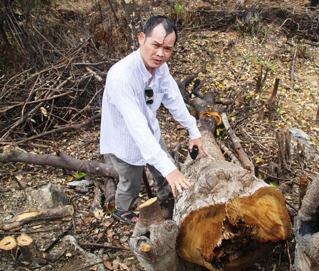 [-]Bình[-]Định:[-]“Cạo[-]trọc”[-]rừng[-]đầu[-]nguồn[-]để[-]trồng[-]rừng[-]thay[-]thế[-](?!)