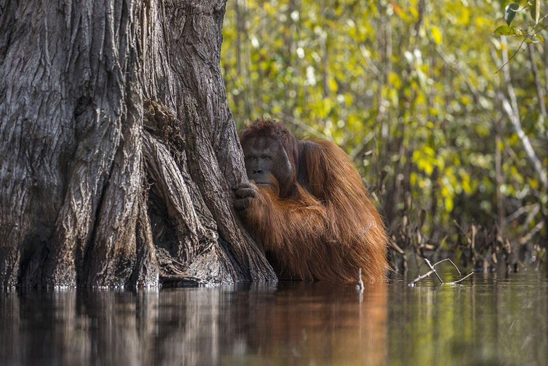 Ngắm[-]ảnh[-]thiên[-]nhiên[-]tuyệt[-]đẹp[-]đoạt[-]giải[-]của[-]NatGeo[-]năm[-]2017