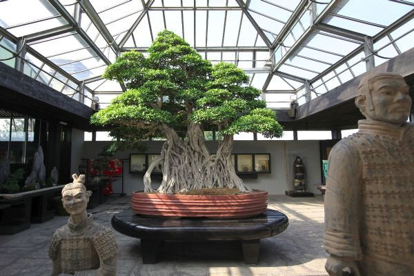 7[-]cây[-]bonsai[-]“thọ”[-]nhất[-]thế[-]giới