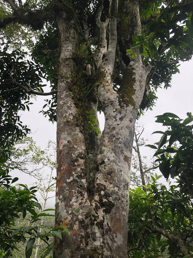 Loại[-]trà[-]đặc[-]biệt[-]Trung[-]Quốc[-]bán[-]gần[-]40[-]tỷ[-]đồng/kg,[-]Việt[-]Nam[-]còn[-]cả[-]rừng
