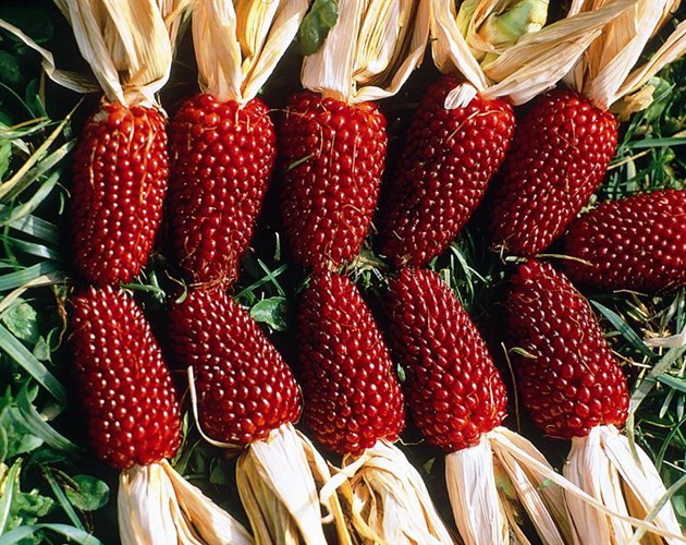 Giống[-]ngô[-]giống[-]hệt[-]trái[-]dâu[-]tây