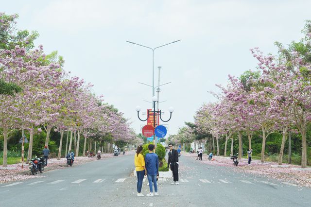 Con[-]đường[-]hoa[-]kèn[-]hồng[-]ở[-]Sóc[-]Trăng