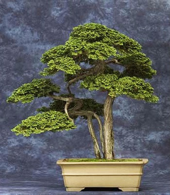 7[-]cây[-]bonsai[-]“thọ”[-]nhất[-]thế[-]giới