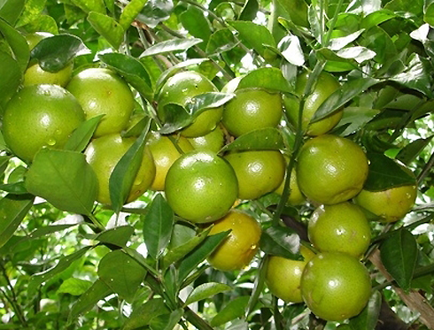 Quýt[-]đường[-]là[-]một[-]đặc[-]sản[-]trái[-]cây[-]nổi[-]tiếng[-]của[-]tỉnh[-]Trà[-]Vinh.[-]Quýt[-]đường[-]được[-]trồng[-]nhiều[-]ở[-]làng[-]Long[-]Trị[-]và[-]vài[-]nơi[-]khác.