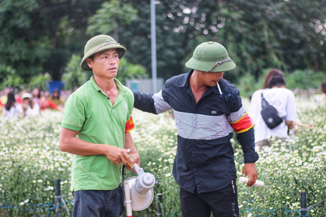 Biển[-]người[-]đổ[-]về[-]chụp[-]ảnh,[-]vườn[-]cúc[-]họa[-]mi[-]“vỡ[-]trận”