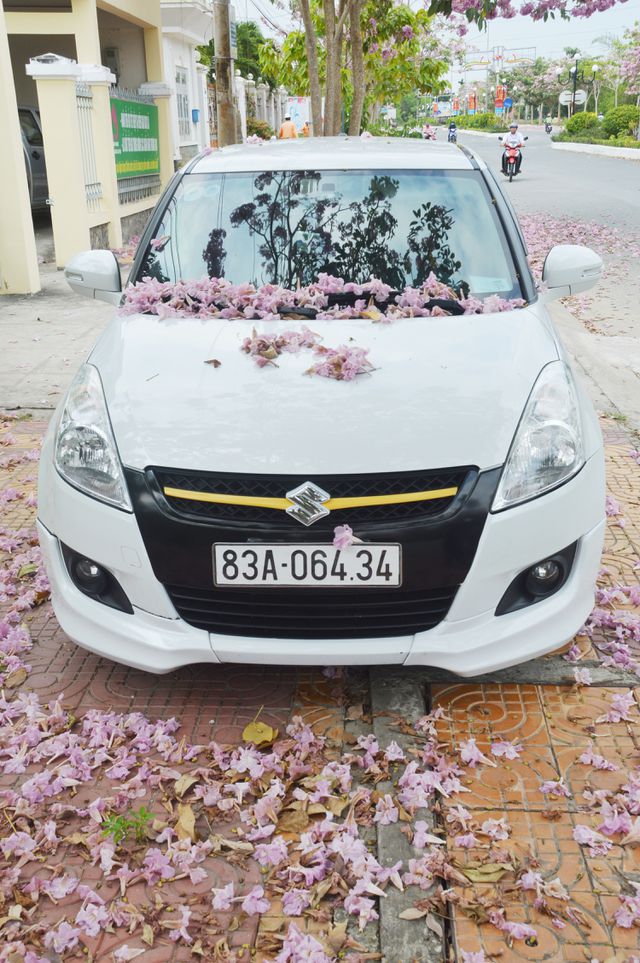 Con[-]đường[-]hoa[-]kèn[-]hồng[-]ở[-]Sóc[-]Trăng