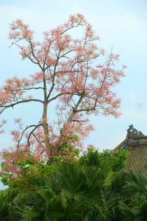 Tỏa[-]bóng[-]cùng[-]đền[-]đài