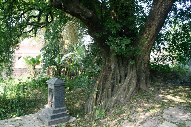 Cây[-]thị[-]thiêng[-]nghìn[-]năm[-]tuổi[-]ở[-]Hà[-]Nội