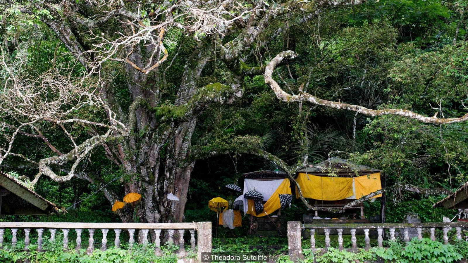 Tục[-]phơi[-]thây[-]người[-]chết[-]trong[-]lồng[-]tre[-]trên[-]đảo[-]Bali[-]