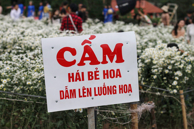 Biển[-]người[-]đổ[-]về[-]chụp[-]ảnh,[-]vườn[-]cúc[-]họa[-]mi[-]“vỡ[-]trận”
