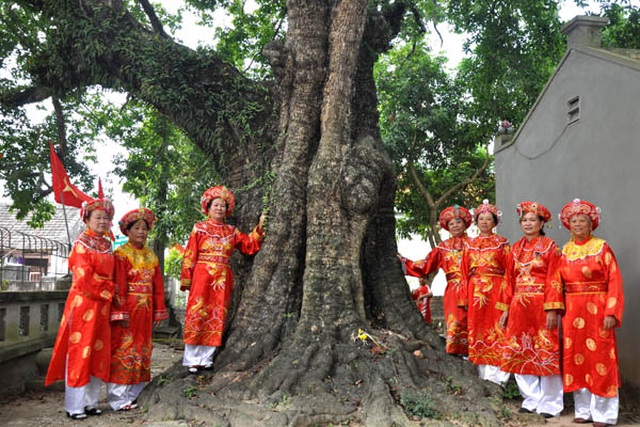 "Cụ[-]thị"[-]gốc[-]chục[-]người[-]ôm[-]không[-]xuể[-]sống[-]qua[-]8[-]thế[-]kỷ[-]ở[-]Ninh[-]Bình