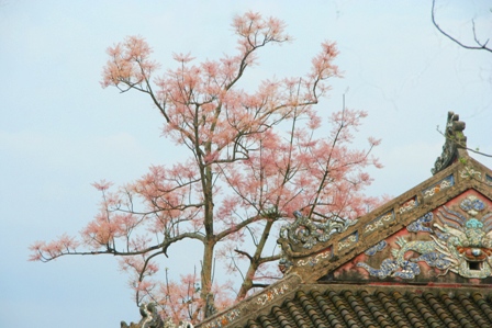 Màu[-]hoa[-]tuyệt[-]đẹp