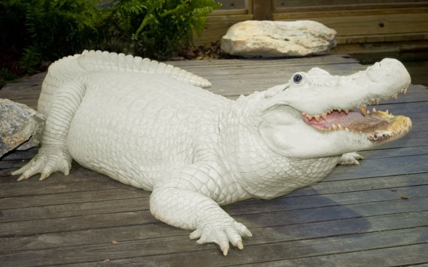 1[-]trong[-]4[-]con[-]cá[-]sấu[-]trắng[-]ở[-]Gatorland,[-]Florida[-](Mỹ).[-]Hiện[-]chỉ[-]có[-]khoảng[-]15[-]con[-]cá[-]sấu[-]trắng[-]trên[-]thế[-]giới.