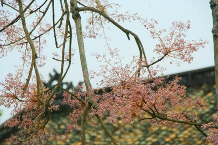Màu[-]hoa[-]tuyệt[-]đẹp
