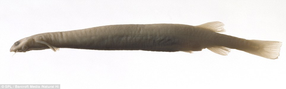 Loài[-]cá[-]da[-]trơn[-](Vandellia[-]cirrhosa),[-]sống[-]kí[-]sinh[-]đến[-]từ[-]Nam[-]Mỹ[-]và[-]thường[-]xam[-]nhập[-]vào[-]vùng[-]kín[-]của[-]con[-]người[-]thông[-]qua[-]những[-]bộ[-]đồ[-]bơi