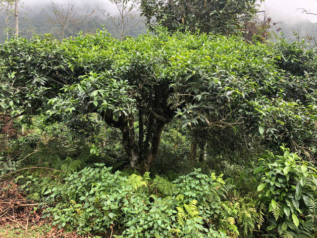 Loại[-]trà[-]đặc[-]biệt[-]Trung[-]Quốc[-]bán[-]gần[-]40[-]tỷ[-]đồng/kg,[-]Việt[-]Nam[-]còn[-]cả[-]rừng
