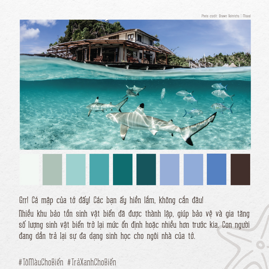 Bộ[-]ảnh[-]“Tô[-]màu[-]cho[-]biển”