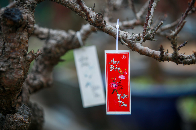 Loại[-]đào[-]VIP[-]được[-]“nằm[-]điều[-]hoà”[-]chờ[-]ra[-]thị[-]trường[-]Tết[-]Tân[-]Sửu[-]2021