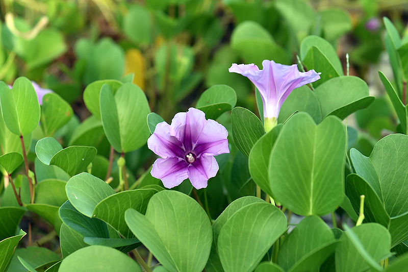 Mầm[-]sống[-]ở[-]Trường[-]Sa