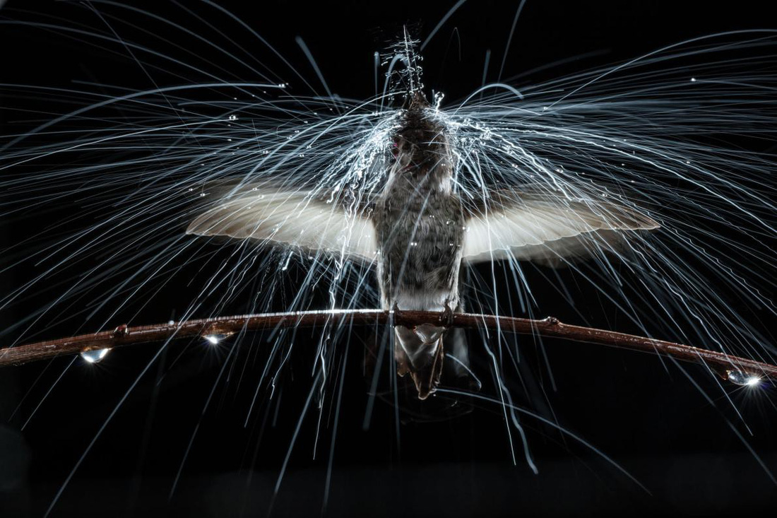 Những[-]bức[-]ảnh[-]xuất[-]sắc[-]nhất[-]của[-]NatGeo[-]năm[-]2017