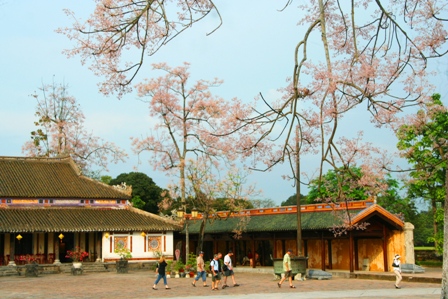 Cận[-]cảnh[-]hoa[-]Ngô[-]đồng