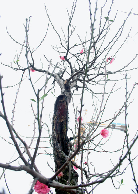 Những[-]gốc[-]đào[-]thế[-]được[-]đem[-]ra[-]bày[-]bán[-]trên[-]đường[-]Lạc[-]Long[-]Quân