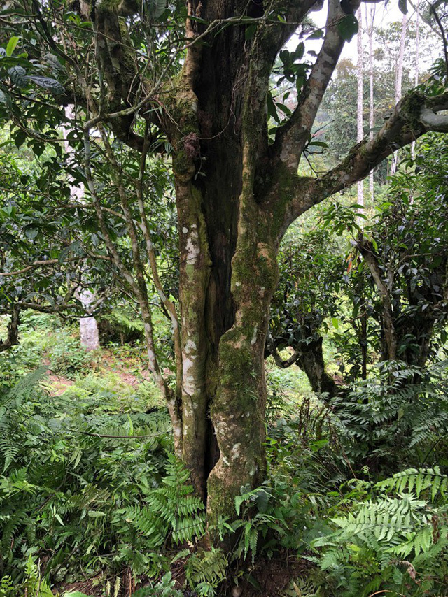 Loại[-]trà[-]đặc[-]biệt[-]Trung[-]Quốc[-]bán[-]gần[-]40[-]tỷ[-]đồng/kg,[-]Việt[-]Nam[-]còn[-]cả[-]rừng