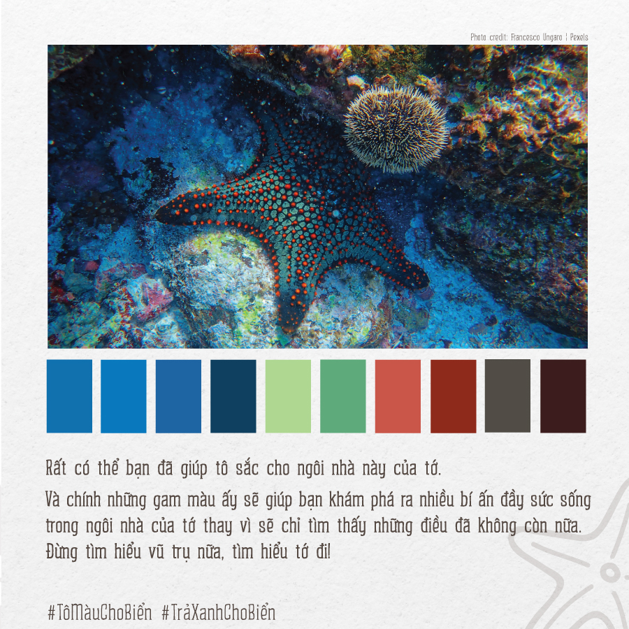 Bộ[-]ảnh[-]“Tô[-]màu[-]cho[-]biển”