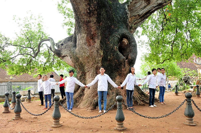 Cây[-]Dã[-]Hương[-]hơn[-]1000[-]năm[-]tuổi[-]-[-]điểm[-]đến[-]hấp[-]dẫn[-]ở[-]Bắc[-]Giang