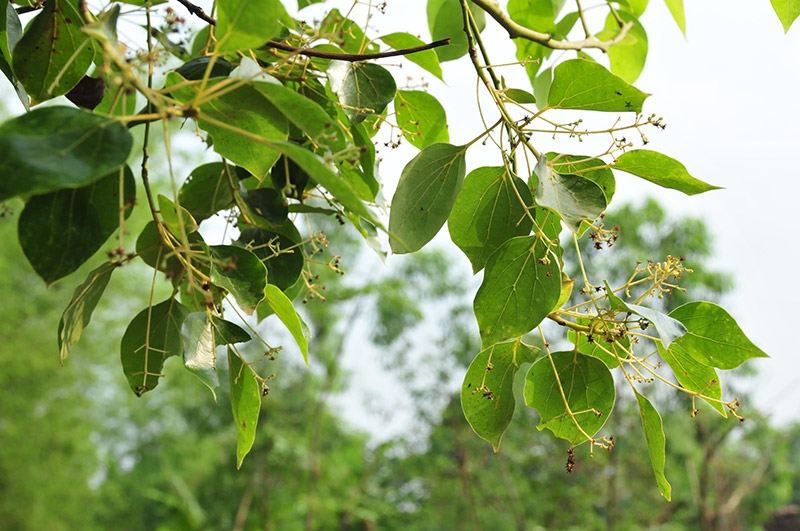Cây[-]Dã[-]Hương[-]hơn[-]1000[-]năm[-]tuổi[-]-[-]điểm[-]đến[-]hấp[-]dẫn[-]ở[-]Bắc[-]Giang