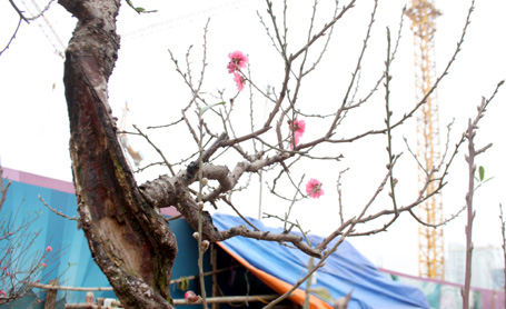Những[-]gốc[-]đào[-]thế[-]được[-]đem[-]ra[-]bày[-]bán[-]trên[-]đường[-]Lạc[-]Long[-]Quân