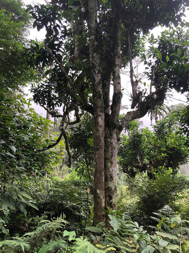 Loại[-]trà[-]đặc[-]biệt[-]Trung[-]Quốc[-]bán[-]gần[-]40[-]tỷ[-]đồng/kg,[-]Việt[-]Nam[-]còn[-]cả[-]rừng