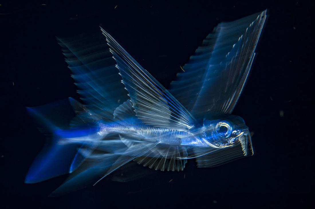 Ngắm[-]ảnh[-]thiên[-]nhiên[-]tuyệt[-]đẹp[-]đoạt[-]giải[-]của[-]NatGeo[-]năm[-]2017