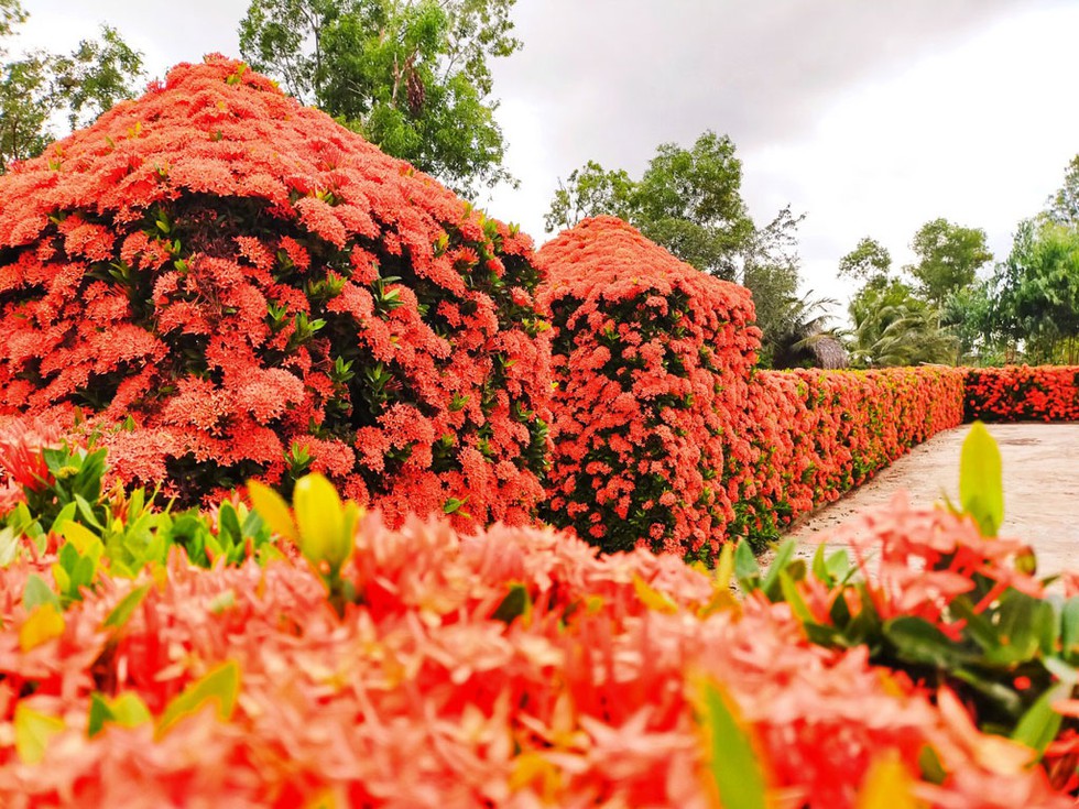 "[-]Độc[-]nhất"[-]miền[-]Tây:[-]Hàng[-]rào[-]bông[-]trang[-]đỏ[-]rực[-]vùng[-]miệt[-]thứ