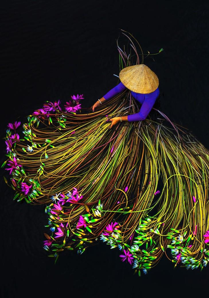 Thu[-]hoạch[-]hoa[-]súng[-]trong[-]mùa[-]nước[-]lũ[-]Tây[-]Nam[-]bộ[-]đẹp[-]nên[-]thơ[-]qua[-]ống[-]kính[-]nhiếp[-]ảnh[-]gia[-]Việt