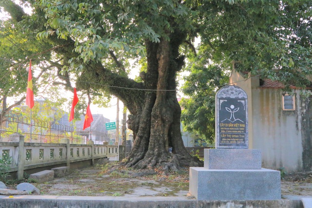 "Cụ[-]thị"[-]gốc[-]chục[-]người[-]ôm[-]không[-]xuể[-]sống[-]qua[-]8[-]thế[-]kỷ[-]ở[-]Ninh[-]Bình