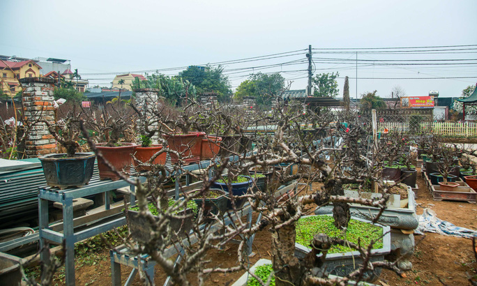 Loại[-]đào[-]VIP[-]được[-]“nằm[-]điều[-]hoà”[-]chờ[-]ra[-]thị[-]trường[-]Tết[-]Tân[-]Sửu[-]2021