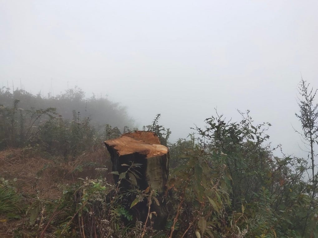 Cây[-]phong[-]ba[-]'sống[-]ảo'[-]ở[-]Lảo[-]Thẩn[-]bị[-]đốn[-]hạ