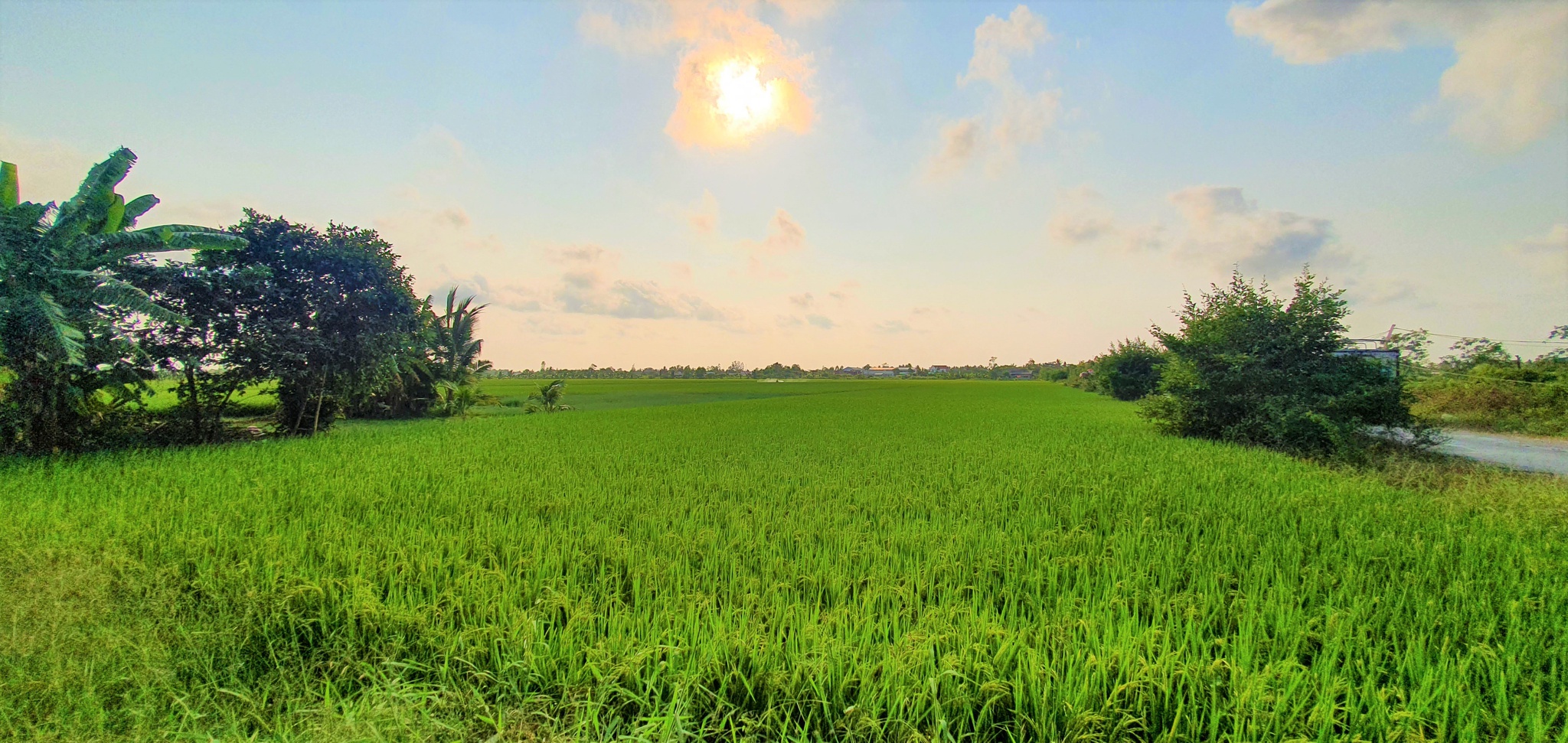 Cây[-]còng[-]"cô[-]đơn"[-]ở[-]miền[-]Tây[-]thu[-]hút[-]nhiều[-]người[-]đến[-]chụp[-]hình