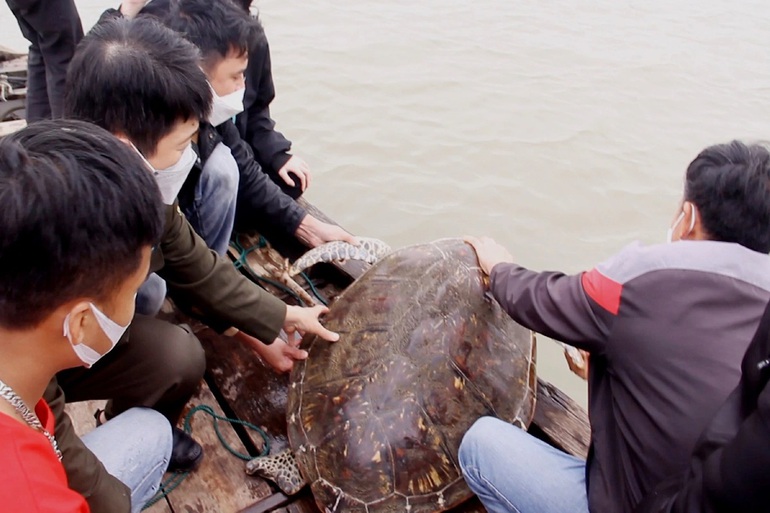 Rùa[-]biển[-]quý[-]hiếm[-]nặng[-]50[-]kg[-]mắc[-]lưới[-]ngư[-]dân