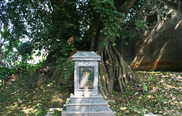 Cây[-]thị[-]thiêng[-]nghìn[-]năm[-]tuổi[-]ở[-]Hà[-]Nội