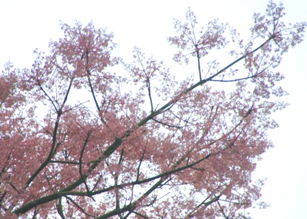 Ngô[-]đồng[-]Huế