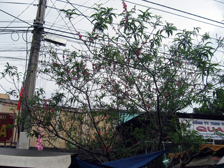 Thiên[-]Thư