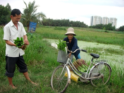 Thi[-]thoảng[-]gia[-]đình[-]Tư[-]Râu[-]lại[-]hái[-]rau[-]kèo[-]nèo[-]đi[-]bán[-]kiếm[-]tiền[-]lo[-]chợ[-]búa