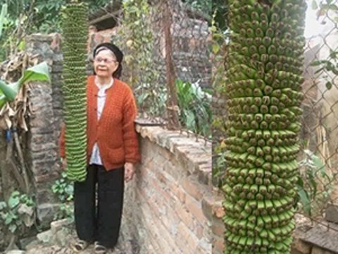 Cây[-]chuối[-]hơn[-]200[-]nải[-]chuối[-]trong[-]vườn[-]nhà[-]bà[-]Nguyễn[-]Thị[-]Lưỡng[-](Ảnh:[-]Vietnamplus)