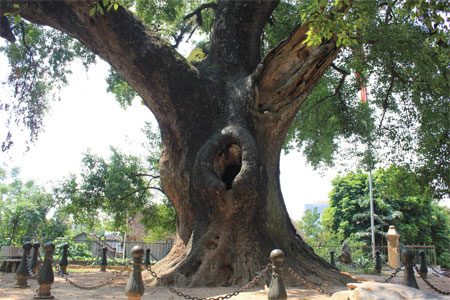 Cây[-]dã[-]hương[-]ngàn[-]năm[-]tuổi