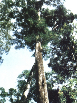Cây[-]thông[-]đỏ[-]cổ[-]thụ[-]giữa[-]rừng