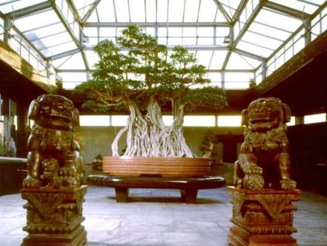 7[-]cây[-]bonsai[-]“thọ”[-]nhất[-]thế[-]giới