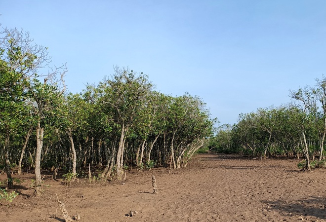 "Bức[-]tường[-]xanh"[-]nơi[-]cửa[-]biển